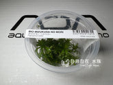 ADA 噴泉太陽 Pogostemon helferi IC035